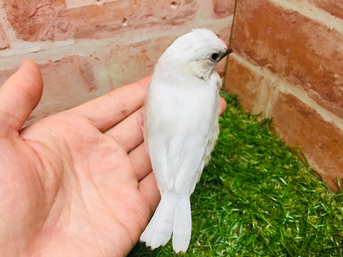 ①たくましい見た目!✨シルバー文鳥さんがやってきましたよ~💗💗 シルバー文鳥