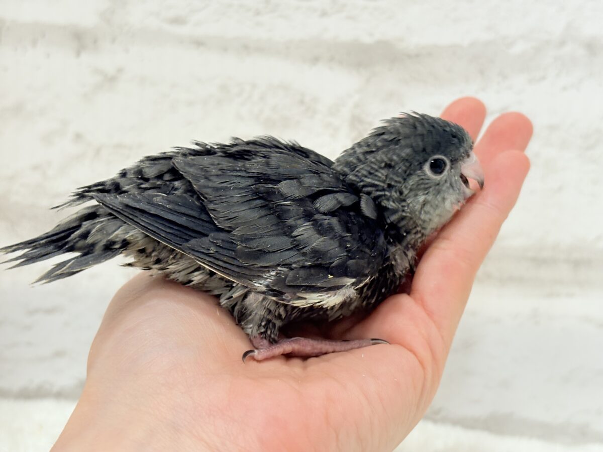 【最新画像更新🪄ひとり餌になりました☆】素早い動きで食いしん坊アピール♬*°サザナミインコ(モーブ) ヒナ サザナミインコ