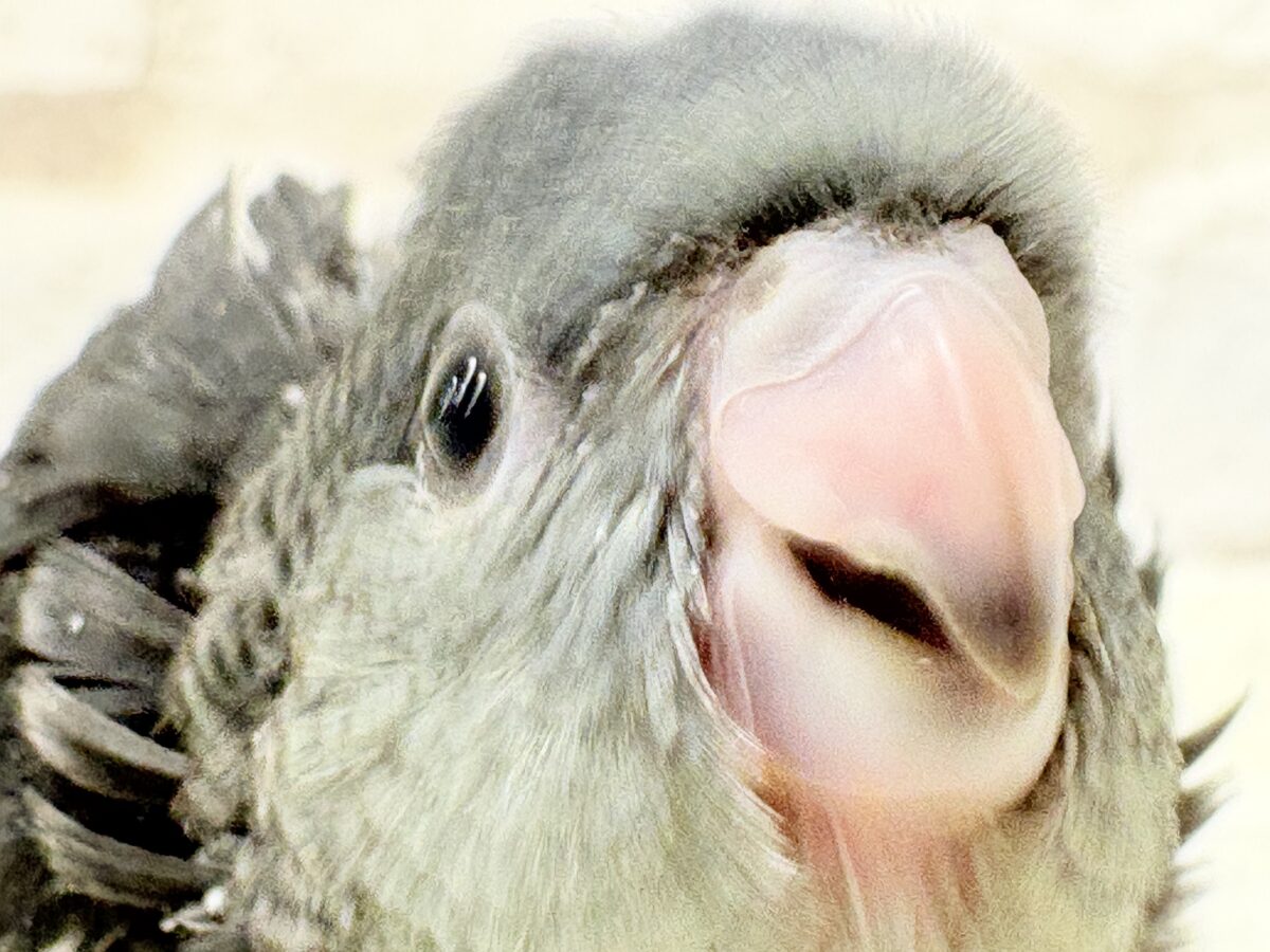 【最新画像更新🪄ひとり餌になりました☆】素早い動きで食いしん坊アピール♬*°サザナミインコ(モーブ) ヒナ サザナミインコ