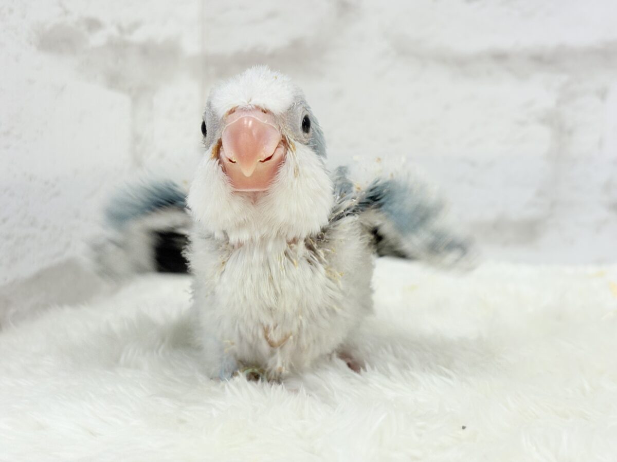オキナインコ