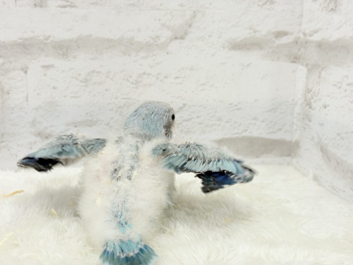 オキナインコ