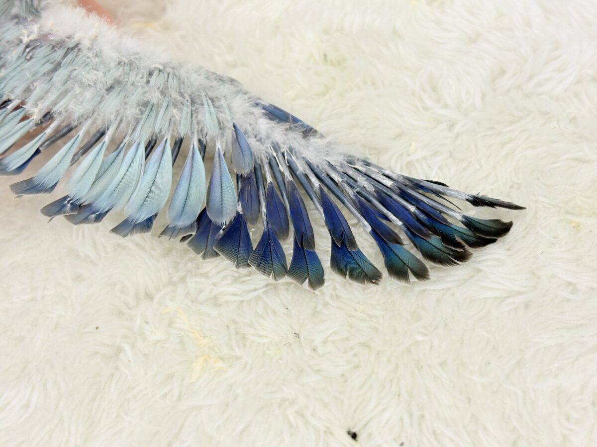 オキナインコ