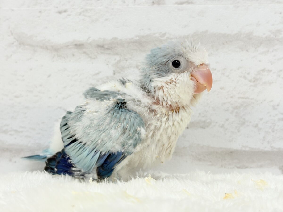 オキナインコ