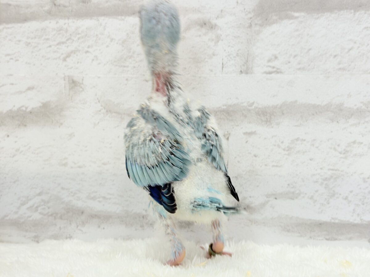 オキナインコ
