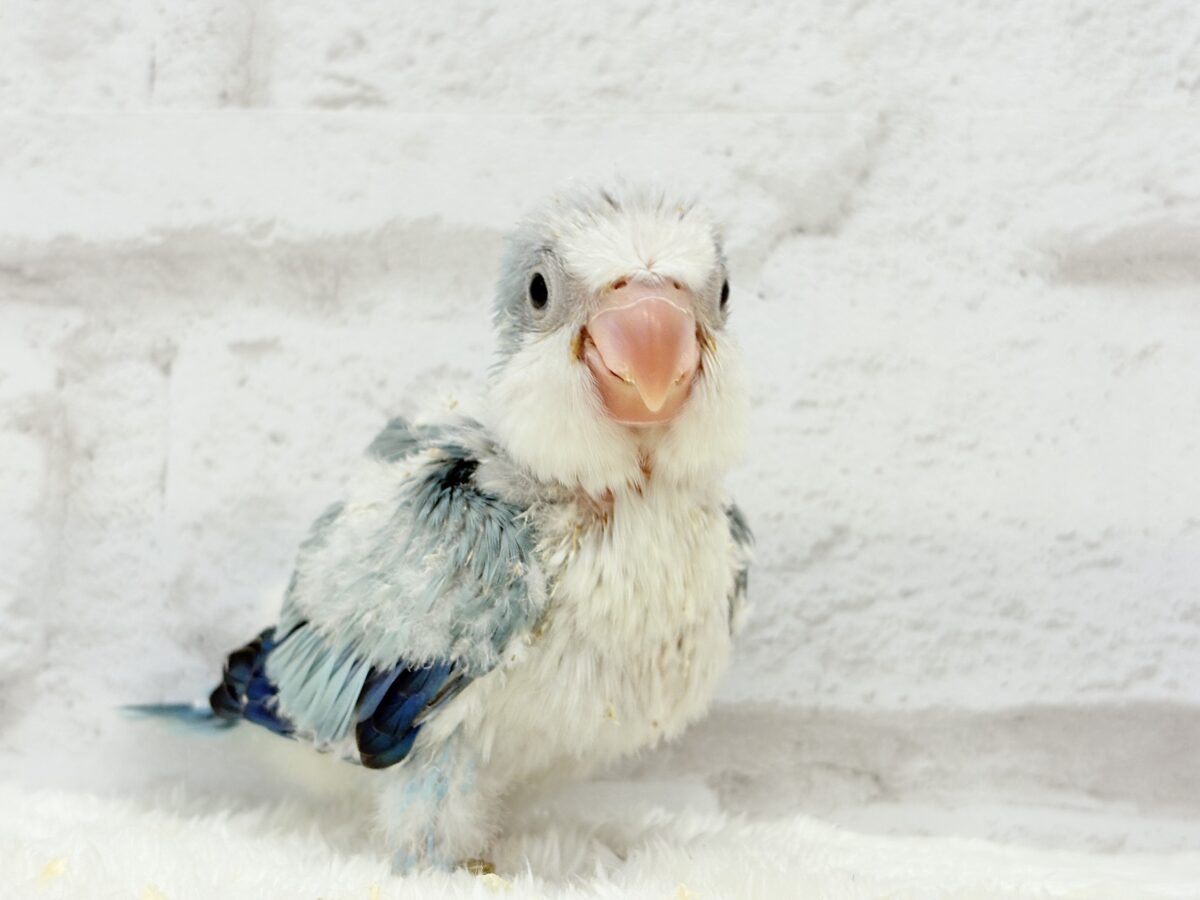 オキナインコ