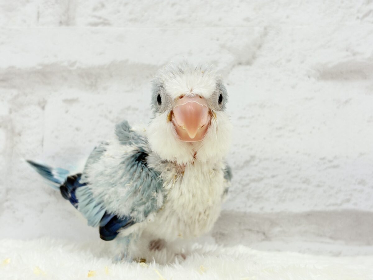 オキナインコ