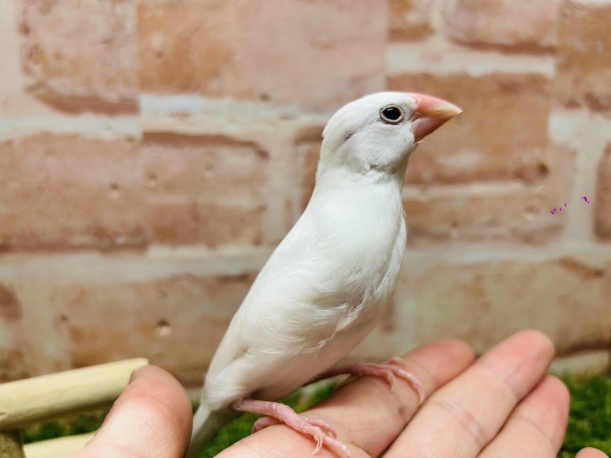 🌟白文鳥さんがやってきましたよ~🌟 白文鳥