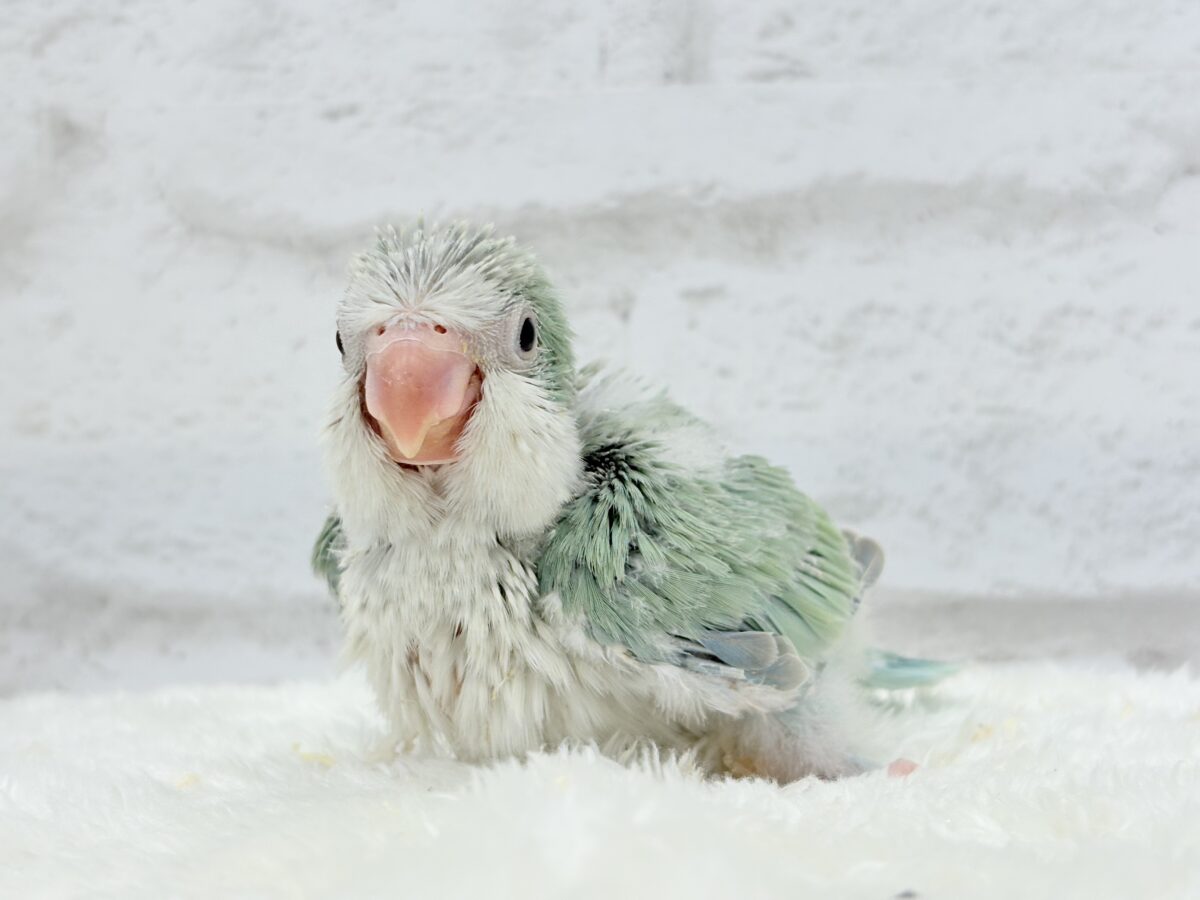 オキナインコ