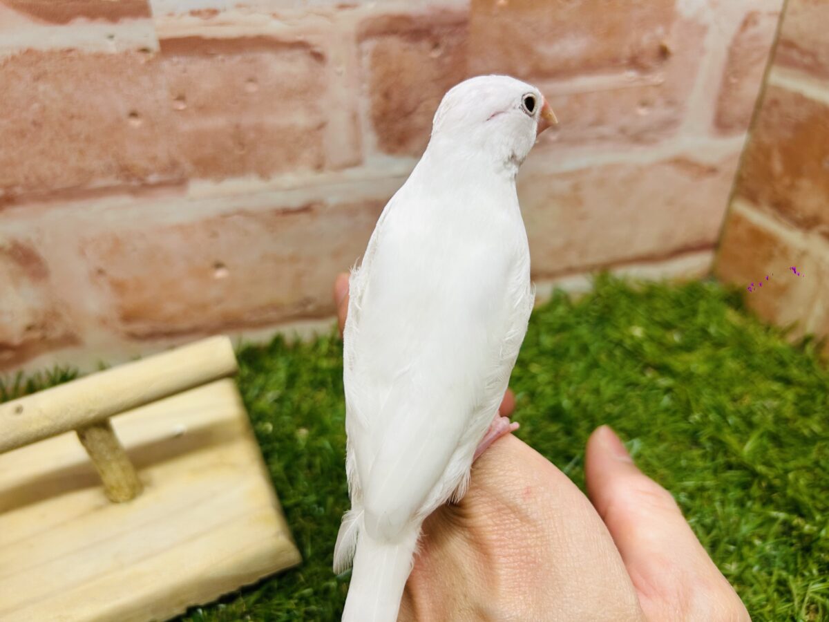 🌟白文鳥さんがやってきましたよ~🌟 白文鳥