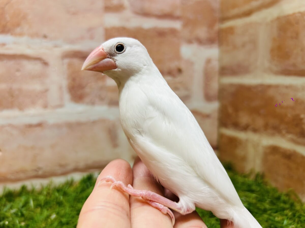 🌟白文鳥さんがやってきましたよ~🌟 白文鳥