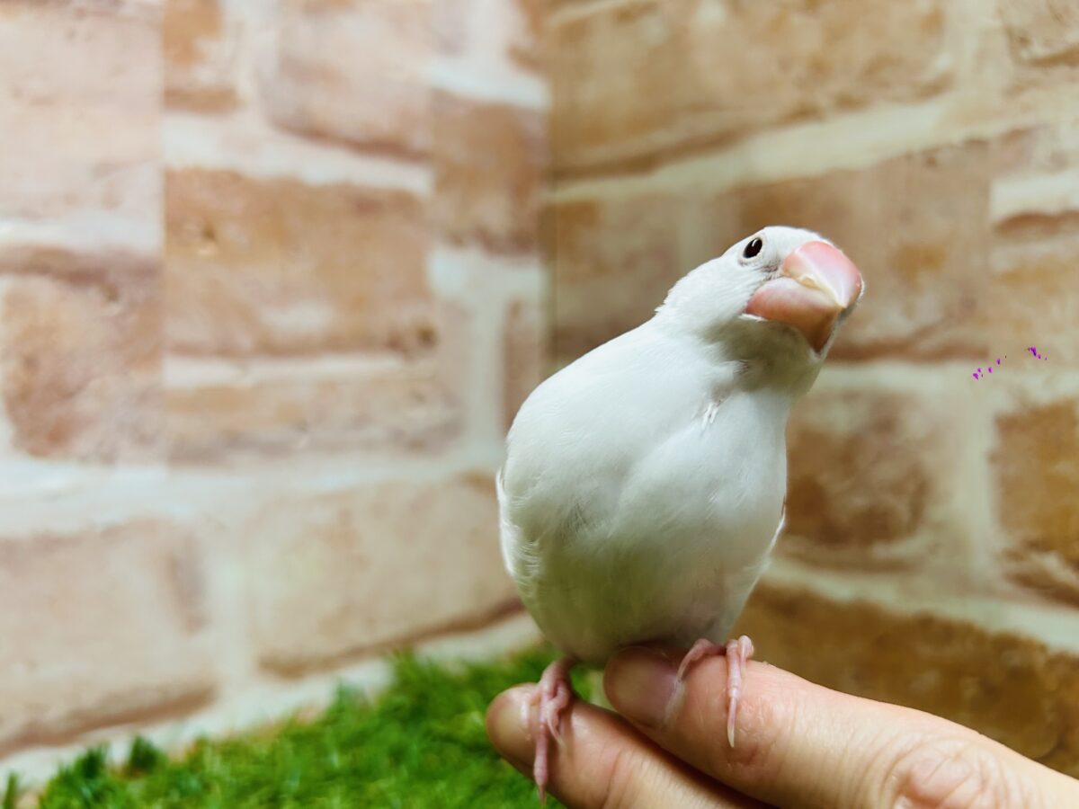 🌟白文鳥さんがやってきましたよ~🌟 白文鳥