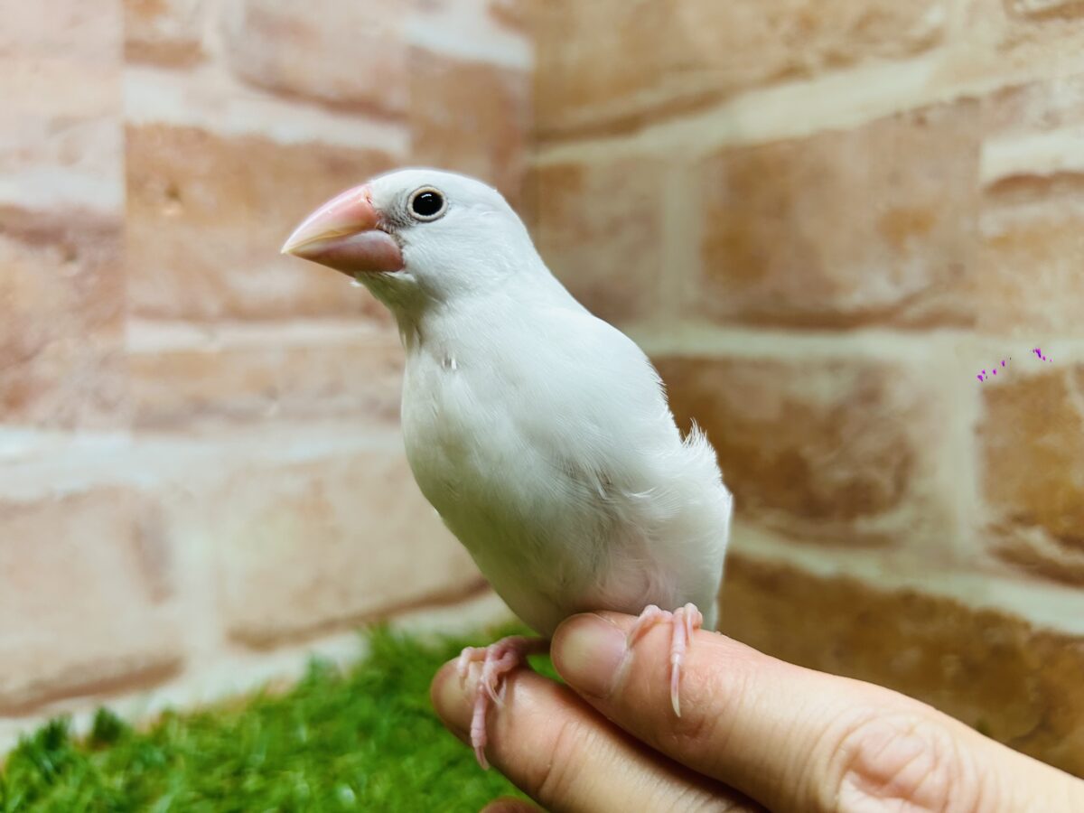 🌟白文鳥さんがやってきましたよ~🌟 白文鳥