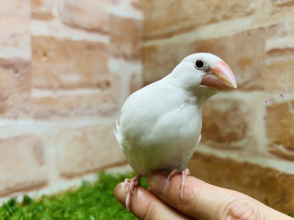 🌟白文鳥さんがやってきましたよ~🌟 白文鳥