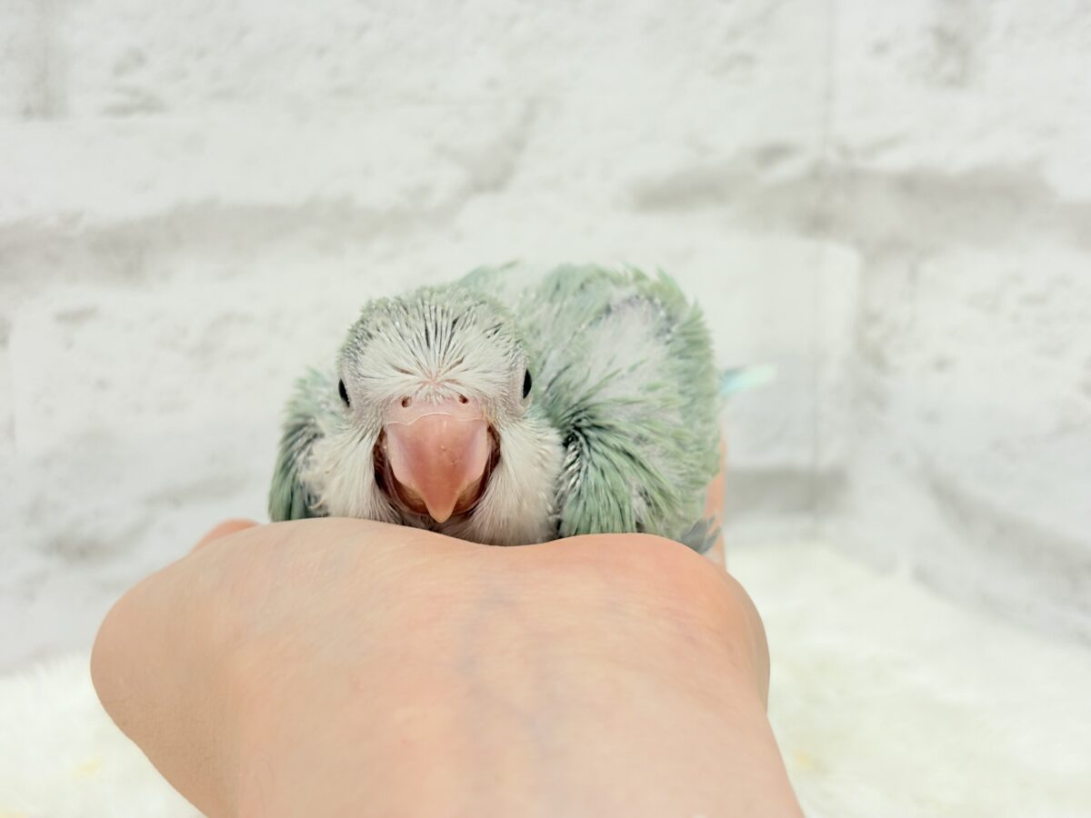 オキナインコ