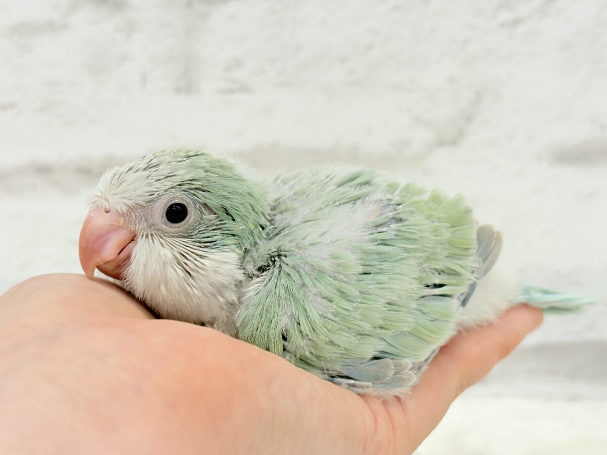 オキナインコ