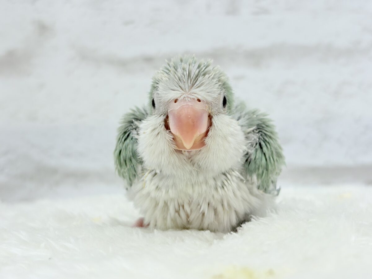 オキナインコ