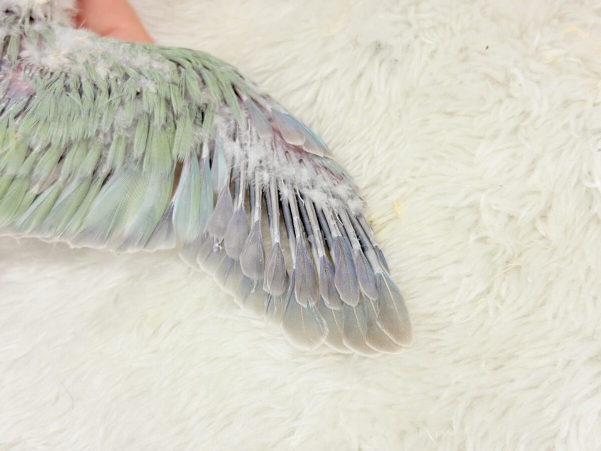 オキナインコ