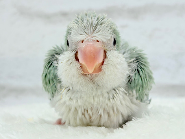 もこもこふわふわ青リンゴ🐣🍏💚オキナインコ(アクアブルーパリド) ヒナ