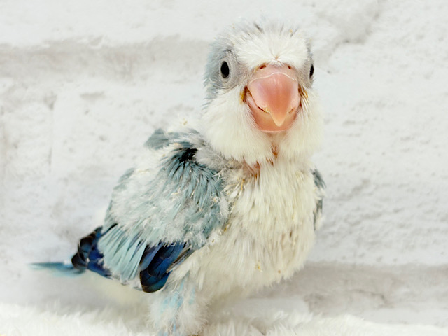 ワキワキダンスは世界を救う！？🐣🌎✨オキナインコ(ブルーオパーリン) ヒナ
