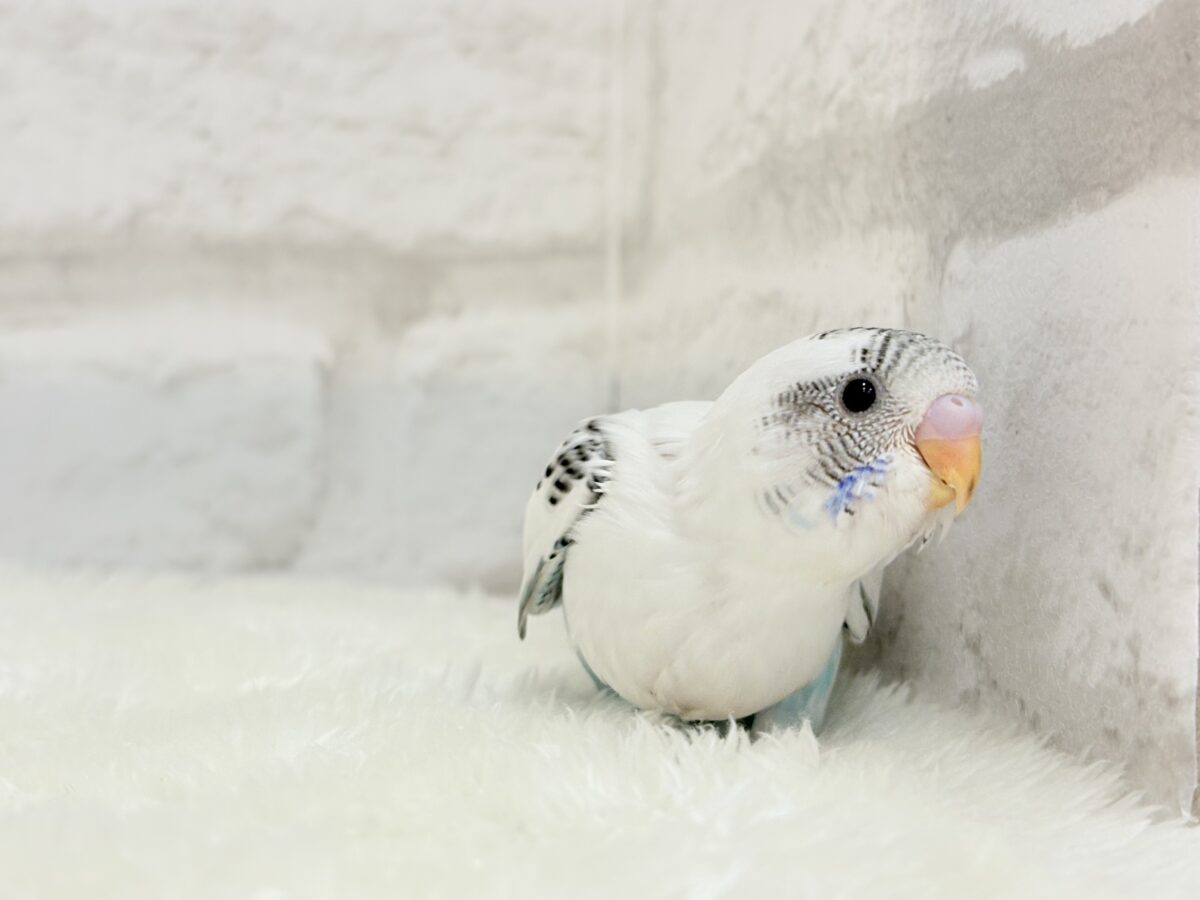 元気いっぱいごましおちゃん🐣🍙セキセイインコ(白ハルクイン) ヒナ セキセイインコ