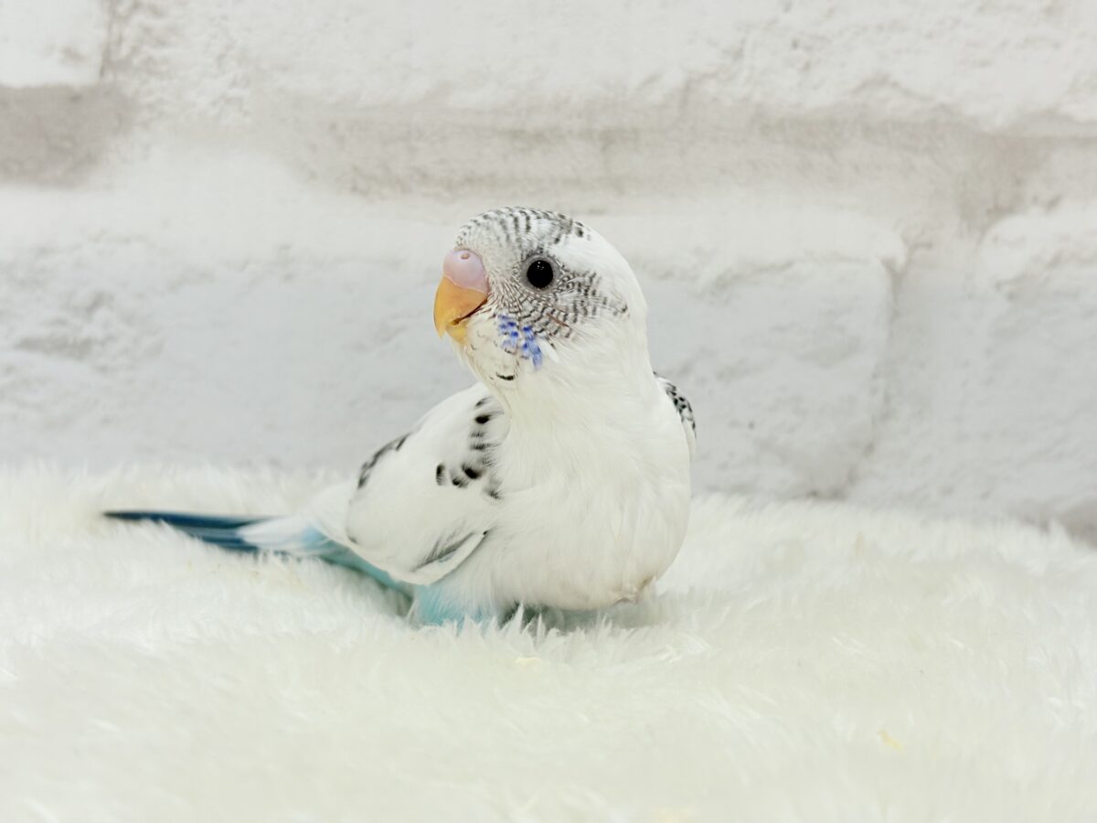 元気いっぱいごましおちゃん🐣🍙セキセイインコ(白ハルクイン) ヒナ セキセイインコ