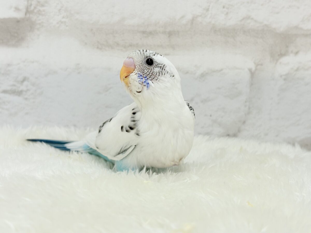 元気いっぱいごましおちゃん🐣🍙セキセイインコ(白ハルクイン) ヒナ セキセイインコ