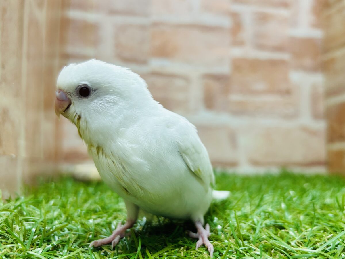真っ白のアルビノカラーのセキセイちゃんがやってきましたよ~💖💖💖 セキセイインコ セキセイインコ