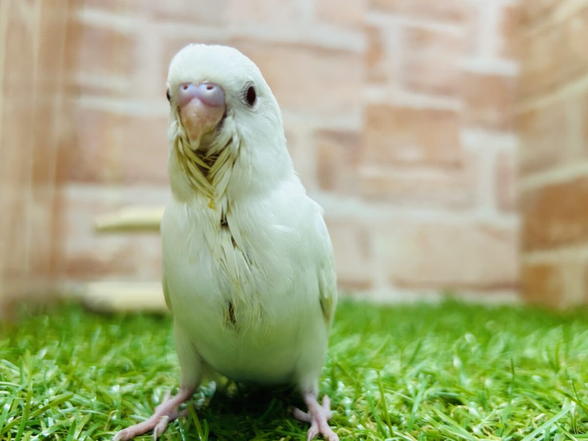 真っ白のアルビノカラーのセキセイちゃんがやってきましたよ~💖💖💖 セキセイインコ セキセイインコ