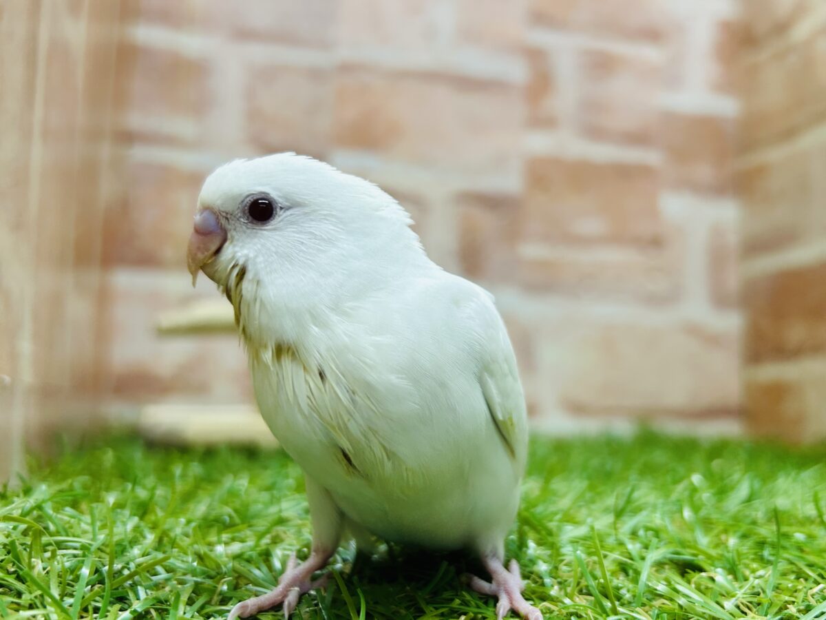 真っ白のアルビノカラーのセキセイちゃんがやってきましたよ~💖💖💖 セキセイインコ セキセイインコ