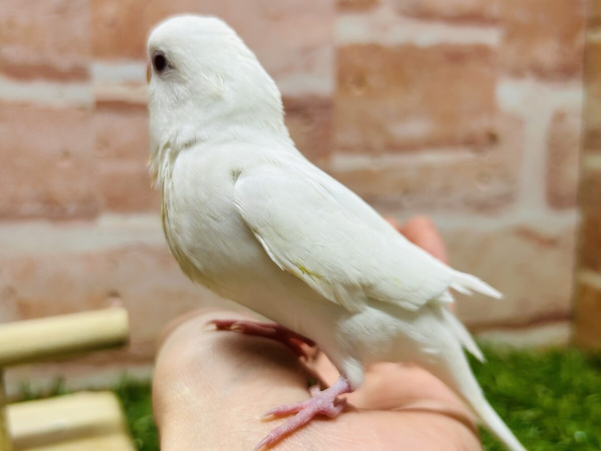 真っ白のアルビノカラーのセキセイちゃんがやってきましたよ~💖💖💖 セキセイインコ セキセイインコ