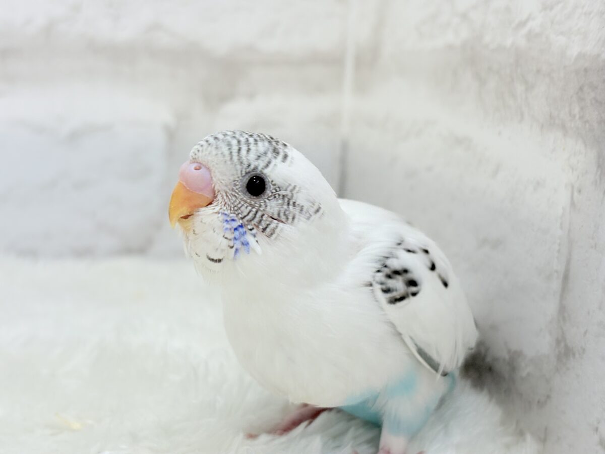 元気いっぱいごましおちゃん🐣🍙セキセイインコ(白ハルクイン) ヒナ セキセイインコ