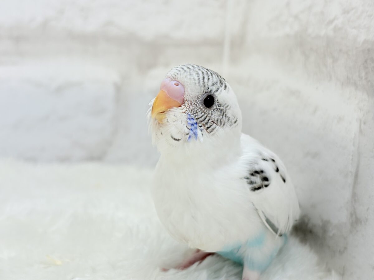 元気いっぱいごましおちゃん🐣🍙セキセイインコ(白ハルクイン) ヒナ セキセイインコ