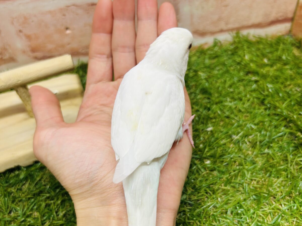 真っ白のアルビノカラーのセキセイちゃんがやってきましたよ~💖💖💖 セキセイインコ セキセイインコ