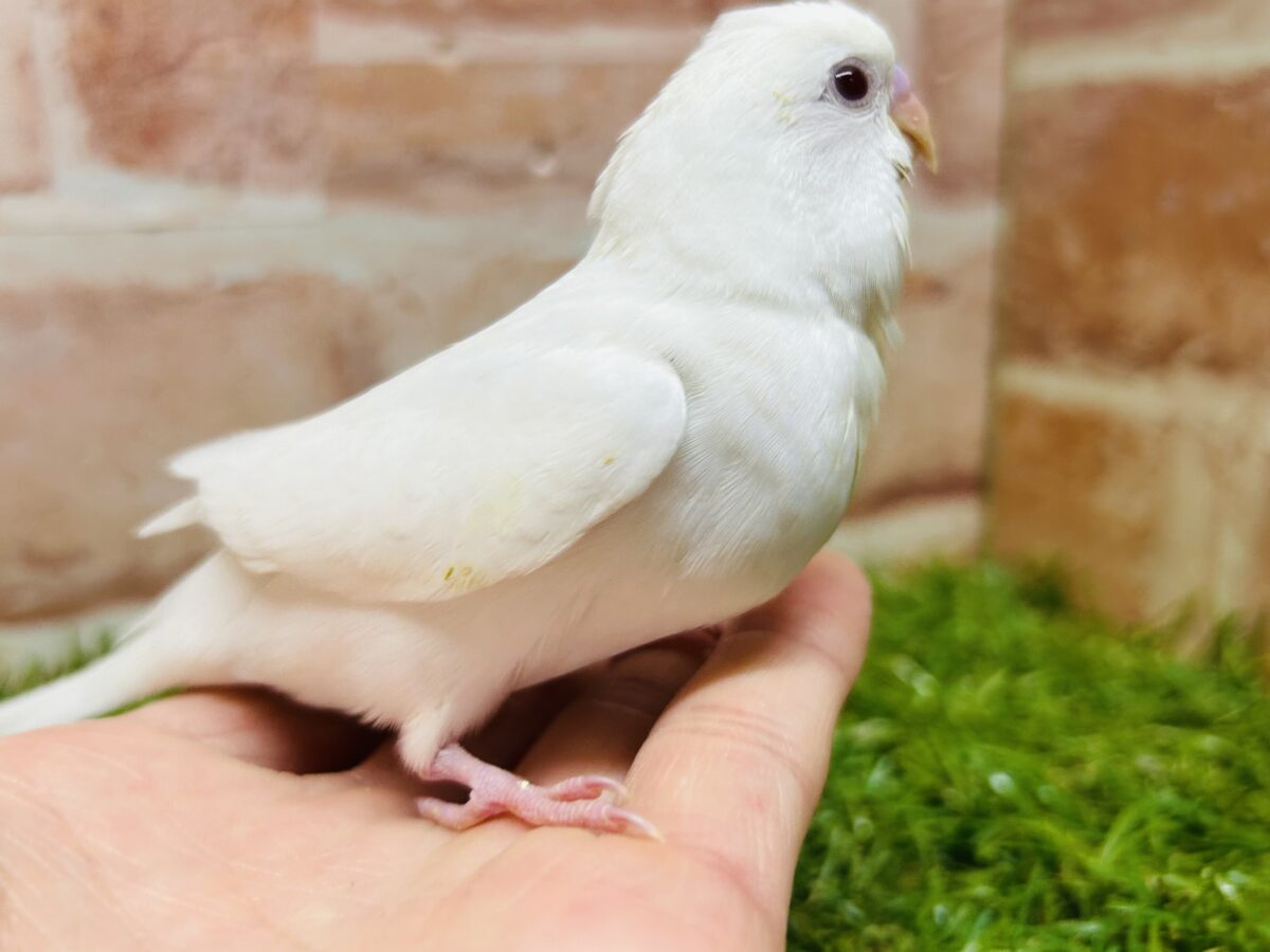 真っ白のアルビノカラーのセキセイちゃんがやってきましたよ~💖💖💖 セキセイインコ セキセイインコ