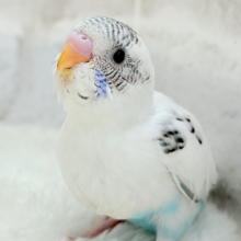 元気いっぱいごましおちゃん🐣🍙セキセイインコ(白ハルクイン) ヒナ