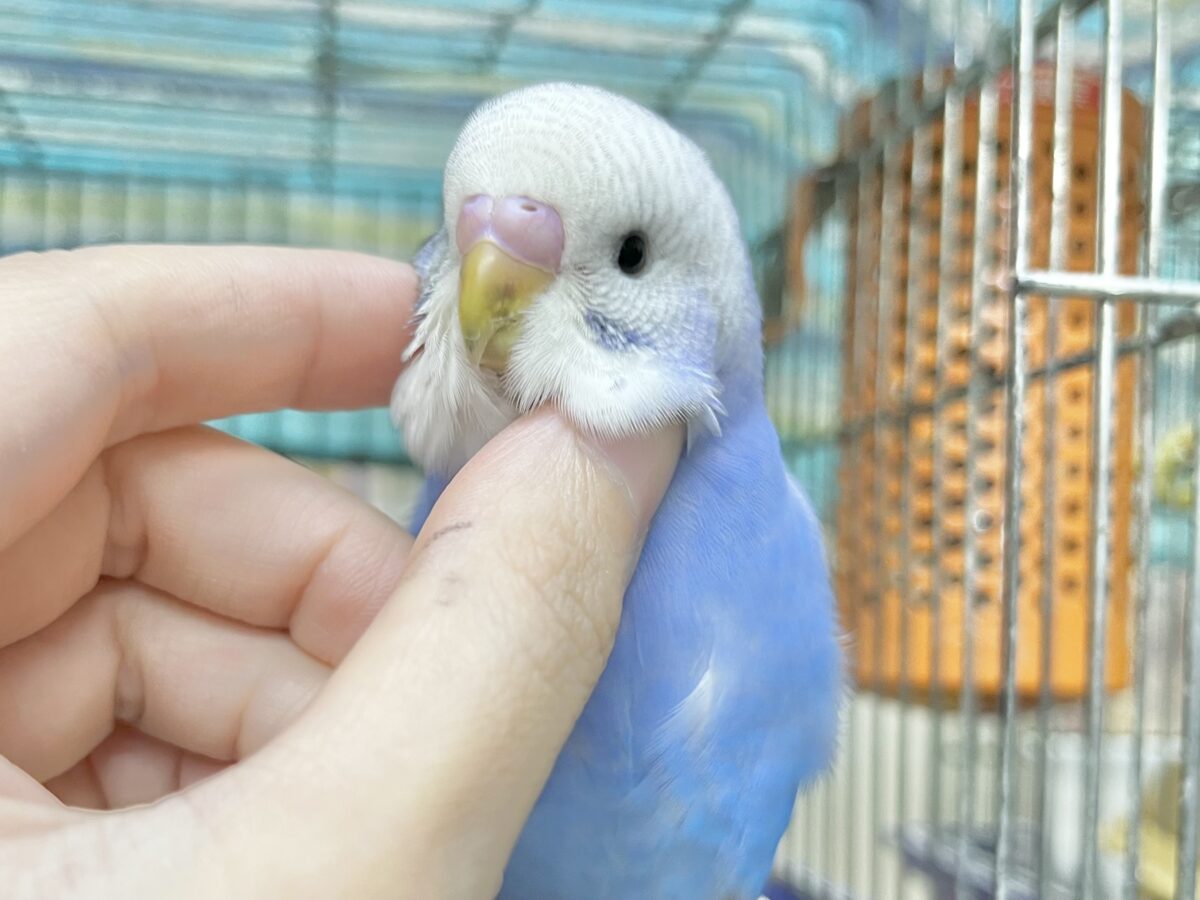 【🆙最新画像あり‼️】可愛いモフちゃん☁️💕 セキセイインコ(ブルースパングル) セキセイインコ