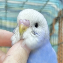 【🆙最新画像あり‼️】可愛いモフちゃん☁️💕　セキセイインコ（ブルースパングル）