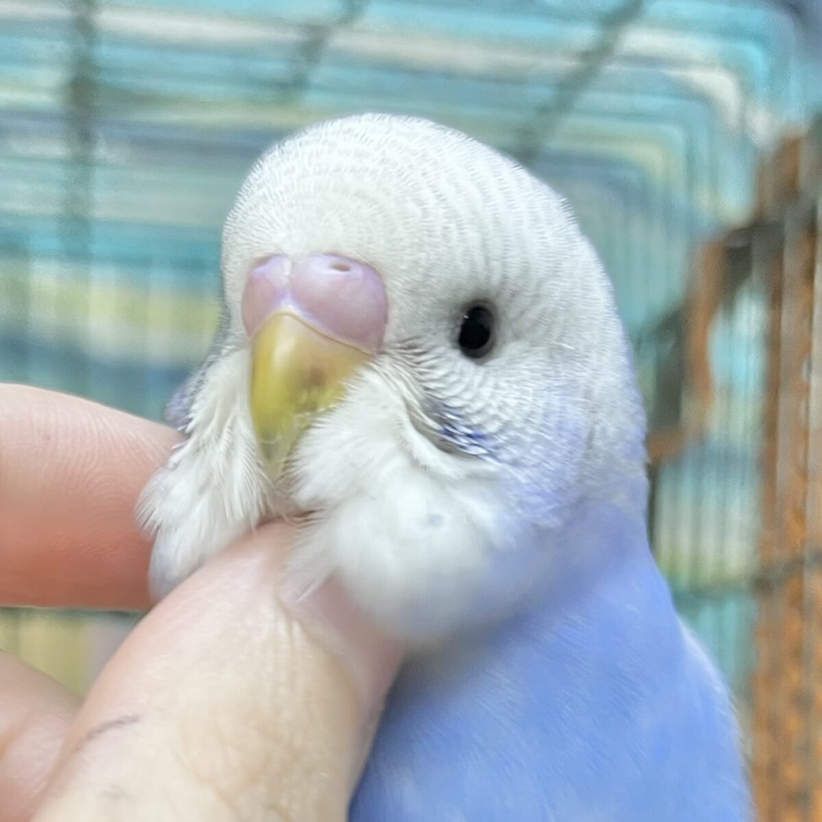 【🆙最新画像あり‼️】可愛いモフちゃん☁️💕　セキセイインコ（ブルースパングル）