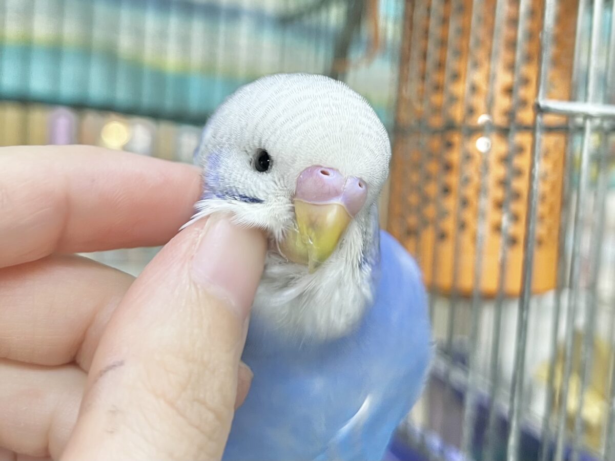 【🆙最新画像あり‼️】可愛いモフちゃん☁️💕 セキセイインコ(ブルースパングル) セキセイインコ