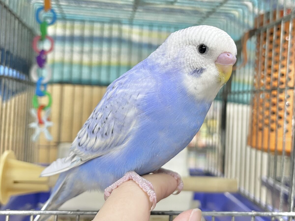 【🆙最新画像あり‼️】可愛いモフちゃん☁️💕 セキセイインコ(ブルースパングル) セキセイインコ