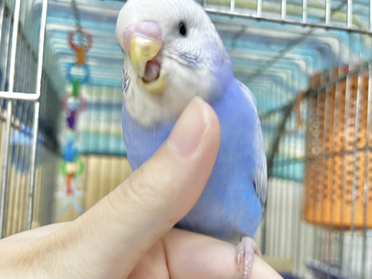 【🆙最新画像あり‼️】可愛いモフちゃん☁️💕 セキセイインコ(ブルースパングル) セキセイインコ