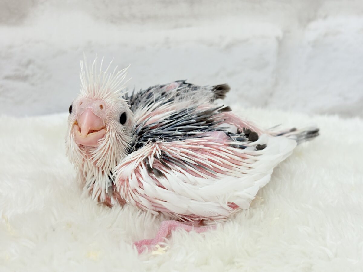 オカメインコ