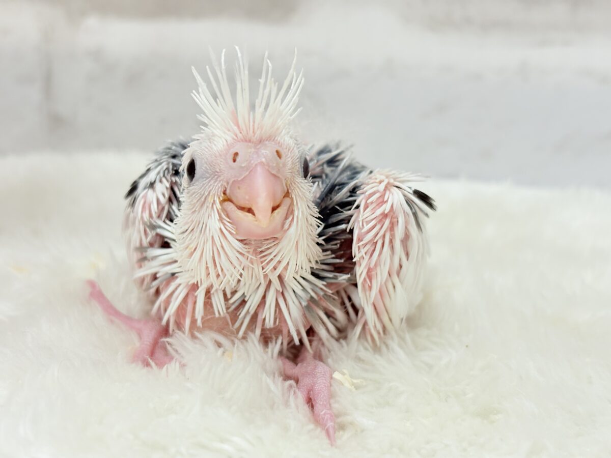 オカメインコ
