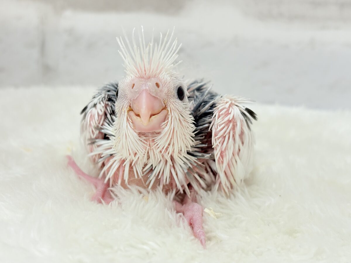 オカメインコ