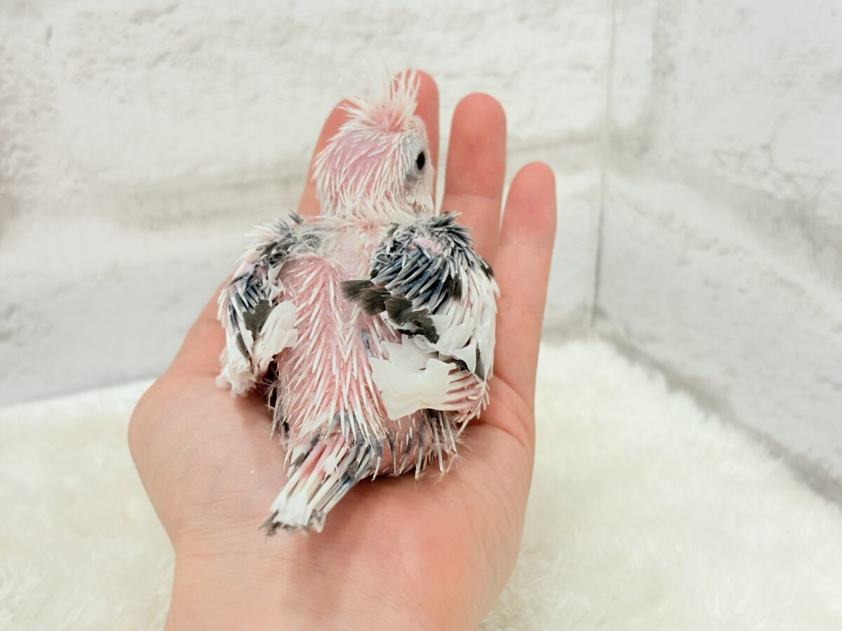 オカメインコ