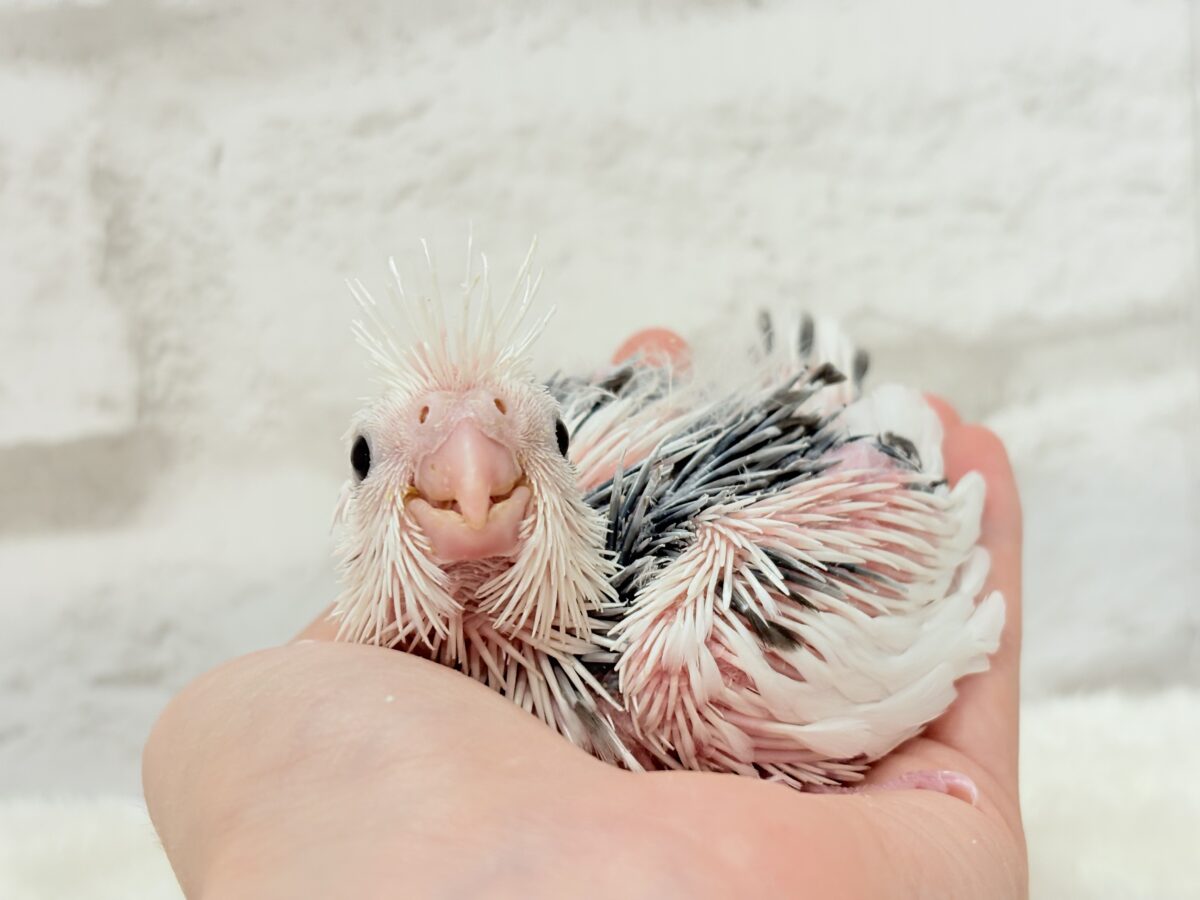 オカメインコ