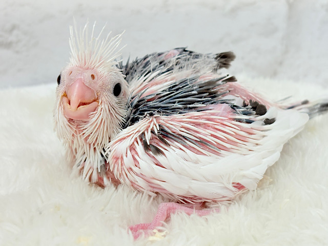 ピンクの地肌丸見えです🐣💖オカメインコ(WFパイド) ヒナ