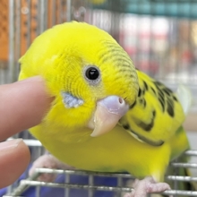 【🆙最新画像あり‼️】のりたまひよこちゃん🐣✨　セキセイインコ（ハルクイン）