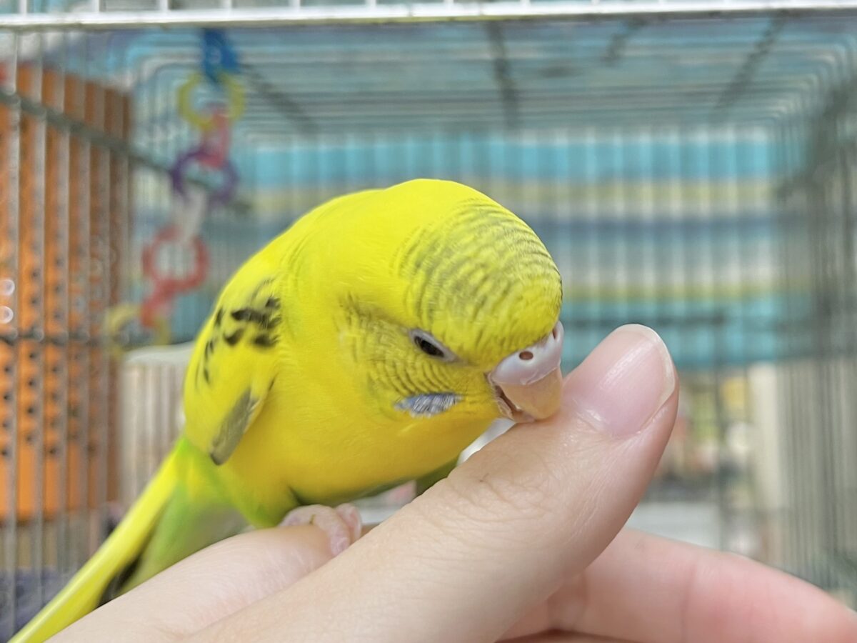 【🆙最新画像あり‼️】のりたまひよこちゃん🐣✨ セキセイインコ(ハルクイン) セキセイインコ