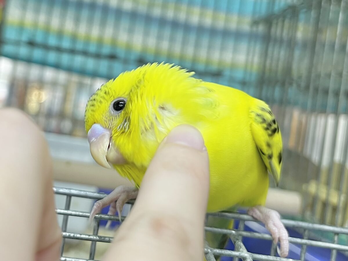 【🆙最新画像あり‼️】のりたまひよこちゃん🐣✨ セキセイインコ(ハルクイン) セキセイインコ